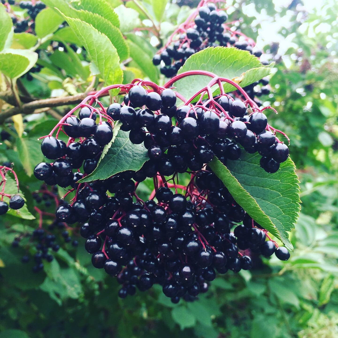 Free Guide: Elderberry Cough Syrup